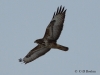 05-bussard-28-01-20130001