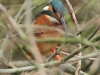 06-eisvogel-28-01-20130001