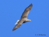 01-seeadler-02-04-20130001