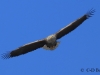 02-seeadler-02-04-20130001