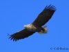 03-seeadler-02-04-20130001