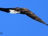 04-seeadler-02-04-20130001