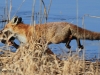 11-fuchs-02-04-20130001