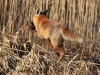 12-fuchs-02-04-20130001