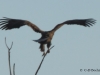 06-seeadler-01-01-2013