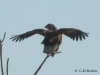 07-seeadler-01-01-2013