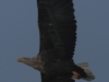 02-seeadler-ad-w-14-01-2014