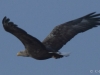 03-seeadler-ad-w-14-01-2014