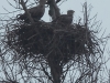 03-seeadler-12-02-2014