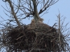 05-seeadler-18-02-2014