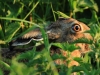 5-hase-24-05-20120001