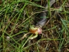 2016-Ringelnatter frisst Laubfrosch SR06_25_Größenveränderung-Copyright
