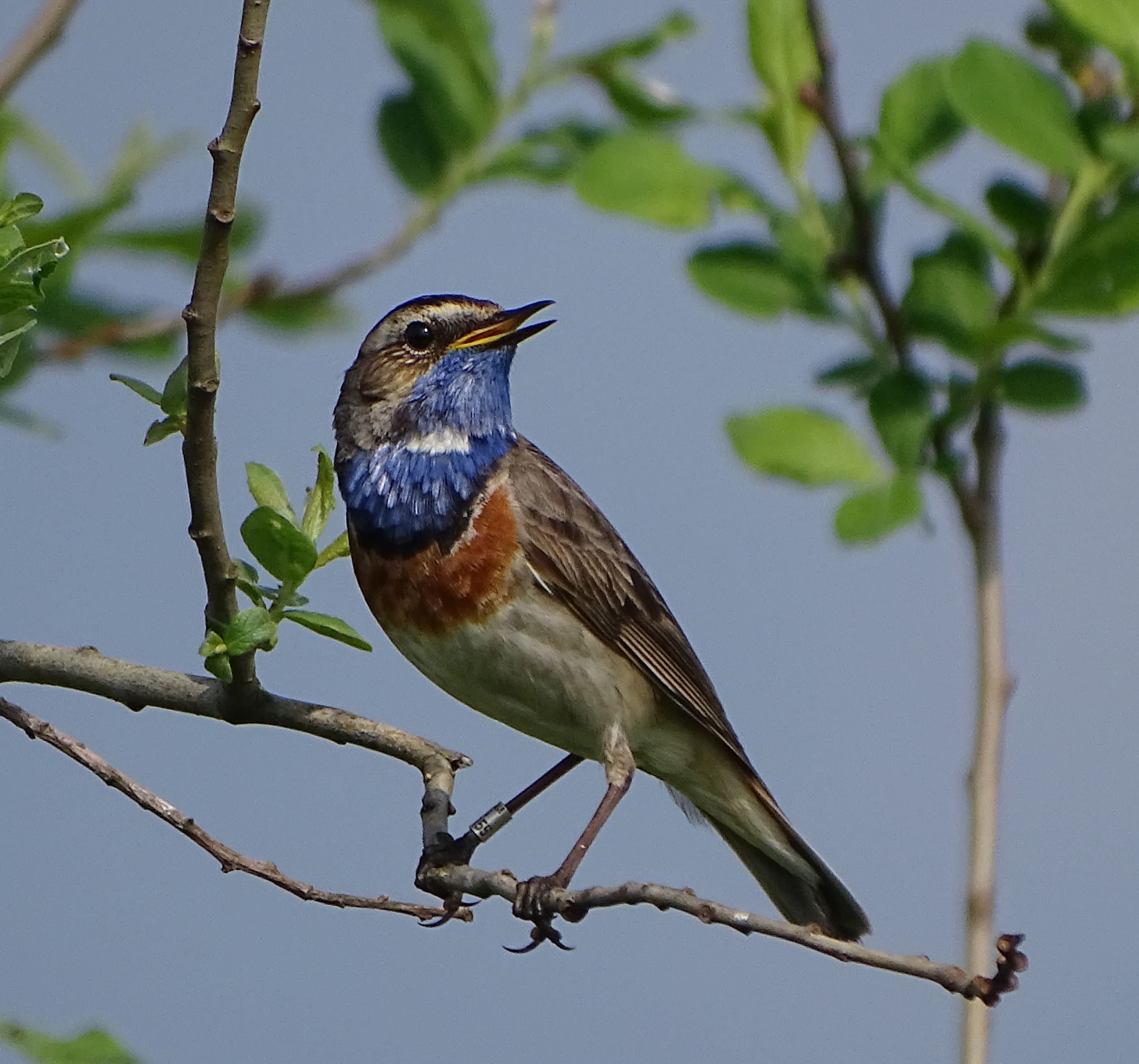 Blaukehlchen-1