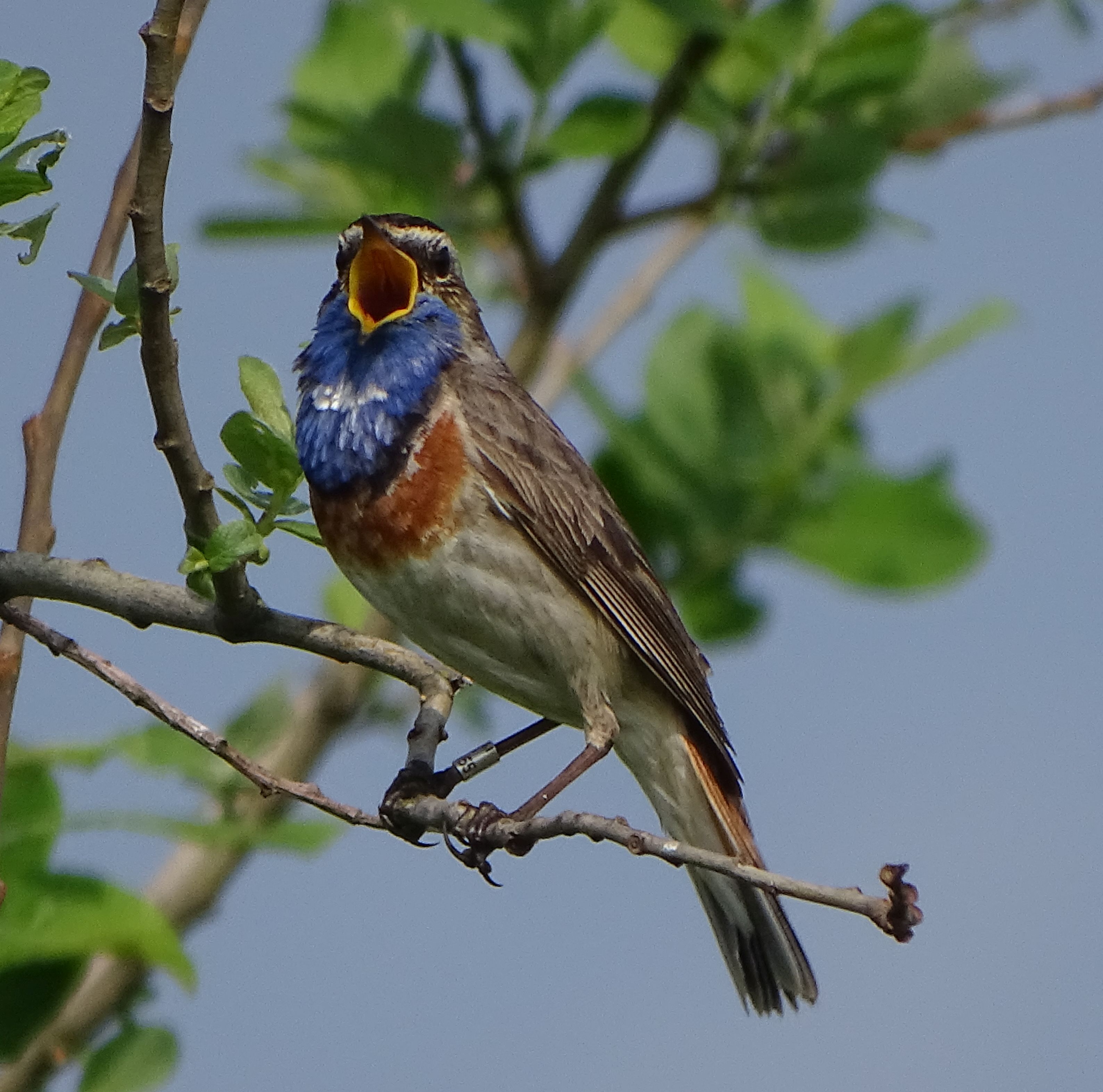 Blaukehlchen2