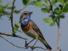 Blaukehlchen-1