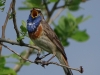Blaukehlchen2