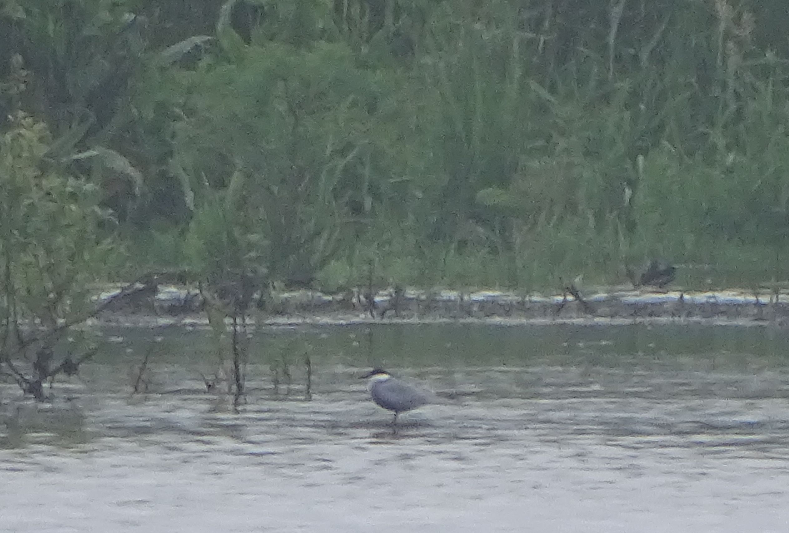 Weißbartseeschwalbe