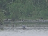 Weißbartseeschwalbe