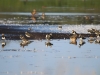 Kiebitze Wasservogelbiotopk