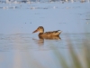 Löffelente Wasservogelbiotopk