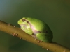 Laubfrosch Heudammk