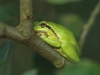 Laubfrosch Rundweg Seeadlerfernrohr 2k