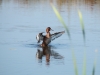 Moorente Wasservogelbiotopk