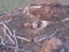 Screenshot_20210505-211704_Chrome