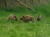 wildschweinfrischlinge-1