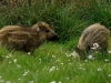 wildschweinfrischlinge-2