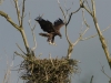 seeadler-5