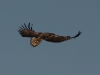 seeadler-3