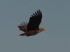 seeadler-6