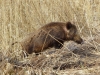 wildschwein-1