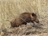 wildschwein-2