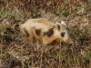 wildschwein-3