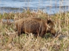 wildschwein-4