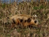 wildschwein-5