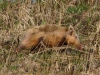 wildschwein-6