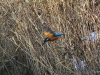 Eisvogel (1)