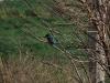 Eisvogel (2)
