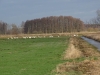 Silberreiher
