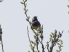 Blaukehlchen (1)