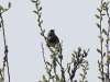 Blaukehlchen (2)