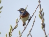 Blaukehlchen (2)
