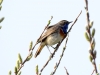 Blaukehlchen (3)