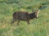 Rehbock (1)