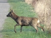 Rehbock (2)