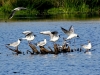 Flussseeschwalbe (2)