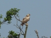 Mäusebussard